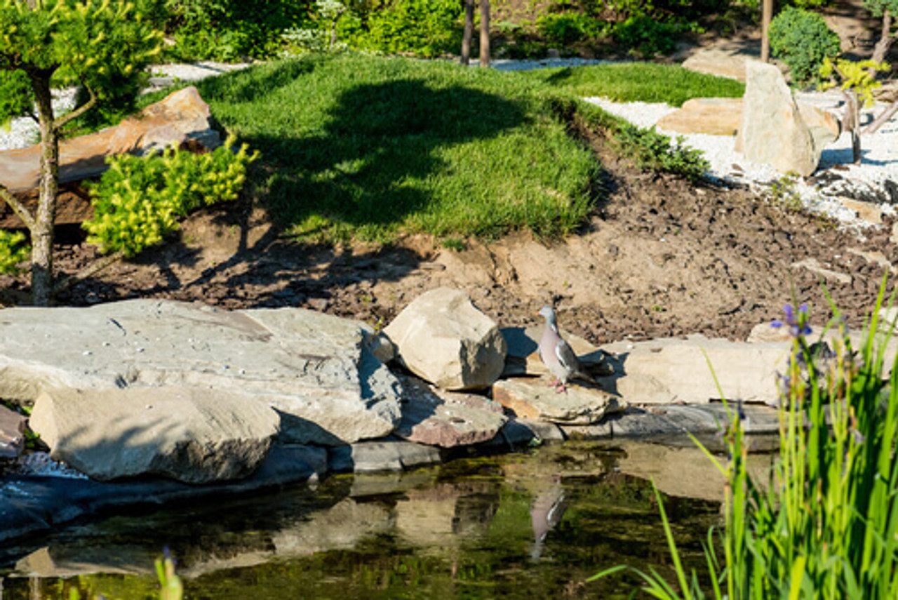 When Should You Change Pond Water?