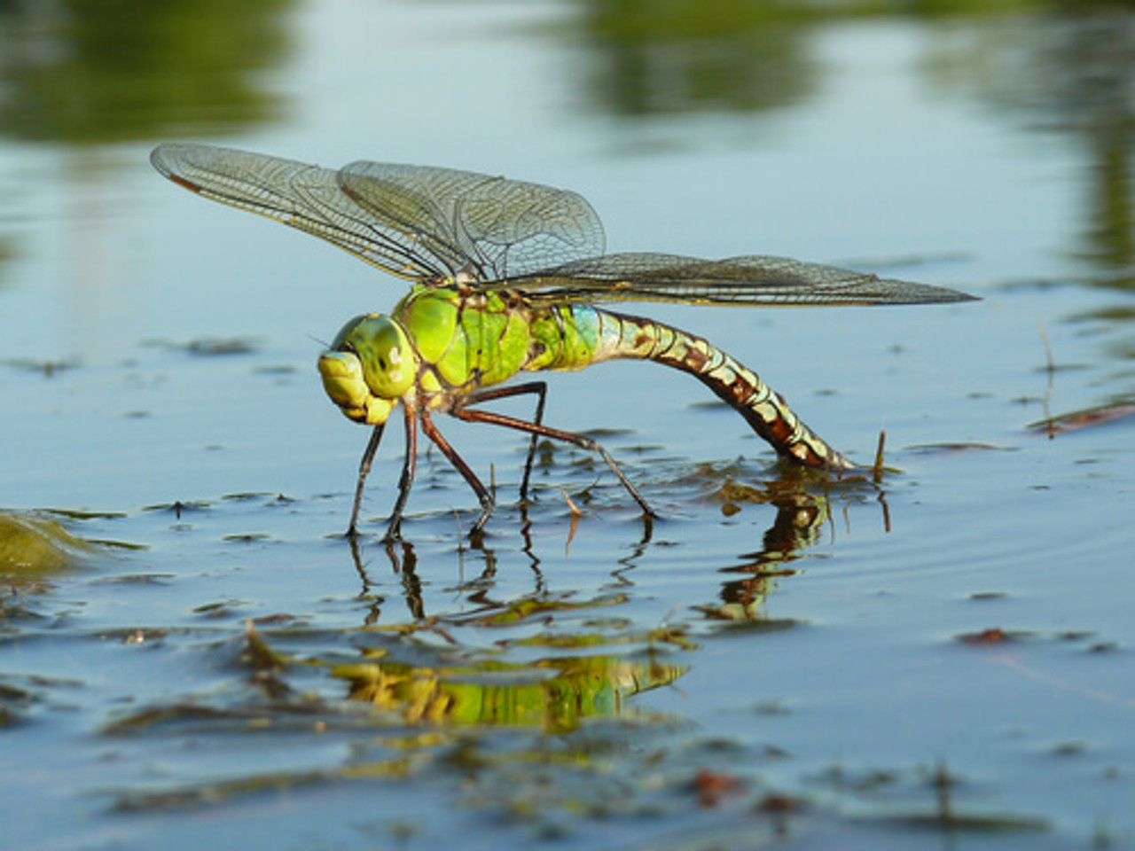 Why Dragonflies Are Important For Ponds