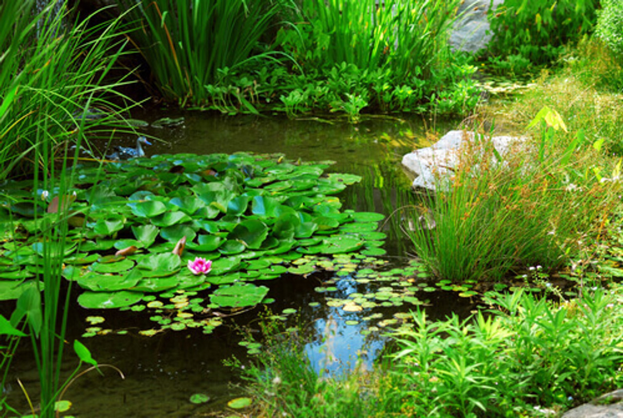 Why You Need To Perform Pond Water Testing