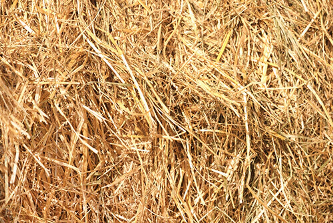 Why You Should Add Barley Straw To Your Pond