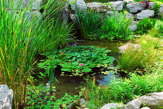 Adding Plants Into Your Pond Like A Pro