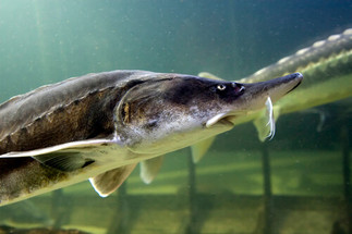 Adding Sturgeon To Your Pond