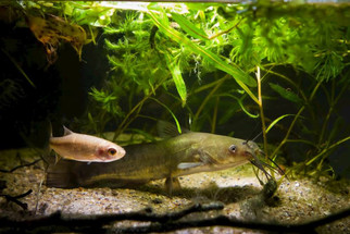 Pond Plant Spotlight: Anacharis & Hornwort