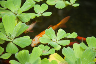 How to Add Aquatic Plants to Your Pond