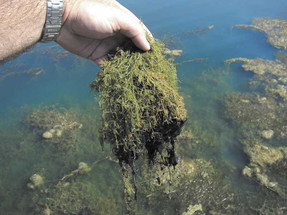 7 Most Common Pond Emergencies