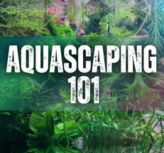 Aquascaping 101 Class at Fitz’s Fish Ponds in Green Brook