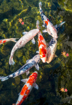 Do You Have A Balanced Fish Population In Your Pond?