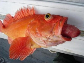 Fish Disease Spotlight: Exophthalmia