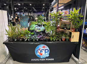 Fitz’s Fish Ponds at Aquashella 2025: A Celebration of Aquatic Passion