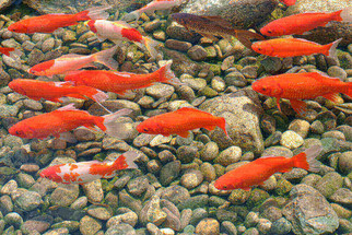 Fish Disease Spotlight: Swim Bladder Disorder
