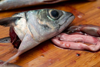 Fish Disease Spotlight: Parasitic Worms in Ponds