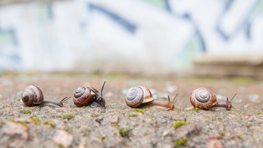 How Snails Can Benefit Your Pond
