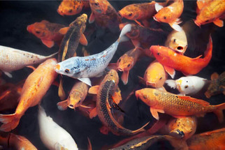How To Care For Koi Fish
