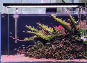 How to Create a Low-Maintenance Aquascape