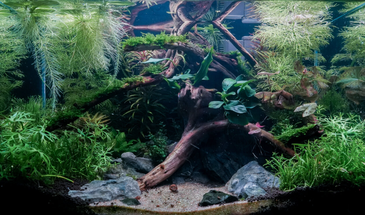 How to Use Driftwood in Aquascaping: A Complete Guide to Aquarium Wood