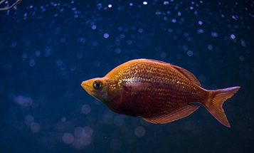 How to Prevent and Treat Common Aquarium Diseases