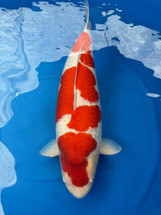 Another Successful Koi Trip to Japan for the 54th All Japan Koi Show