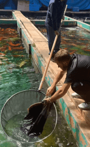 Japan Koi Buying Trip April 2022