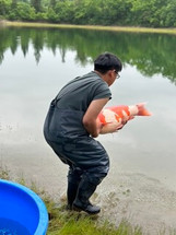 Back to Japan: Releasing the Koi in Shintaro Mud Ponds