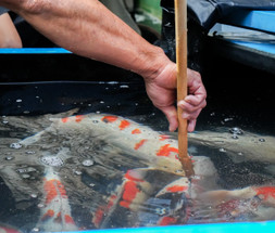Koi Fish Lifespan: How Long Do Koi Really Live?