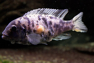 Fish Disease Spotlight: Lymphocystis