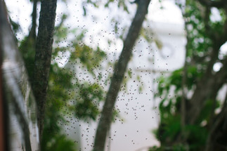 How To Keep Mosquitoes Away From Your Pond