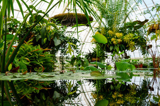 9 of the Commonest Mistakes When Moving a Pond Indoors