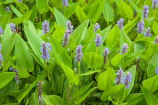 Pond Plant Spotlight: Pickerel