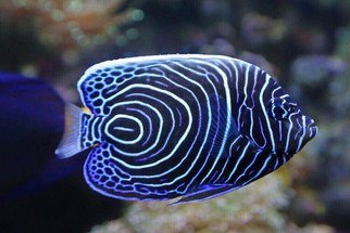 Pond Fish Spotlight: Angel Fish