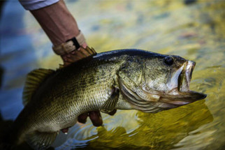 Pond Fish Spotlight: Largemouth Bass