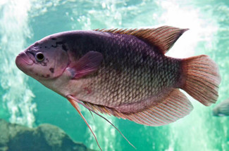 Pond Fish Spotlight: Mozambique Tilapia