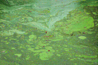 Getting Rid Of Pond Scum