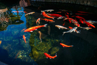Koi Pond Cleaning Tips