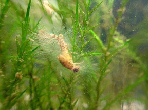 Fish Disease Spotlight: Saprolegnia