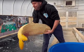 308 Boxes of Koi: Largest Koi Shipment to the US from Japan!