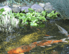 Caring for Pond Plants Through NJ & PA Fall and Winter