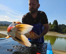 Back to Japan’s Koi Capital for the Fall Harvest