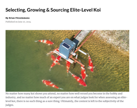 Pond Trade: FFP Tips for Growing Grand Champion Koi