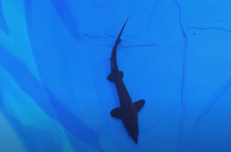 ​Sturgeon: A Unique and Majestic Addition to Your Pond