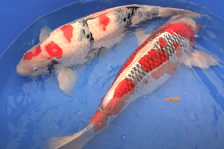 Second Massive Koi Shipment Arrives at the FFP Farm