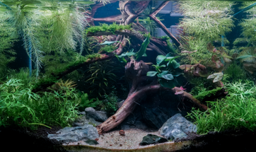What Is Aquascaping? A Beginner’s Guide