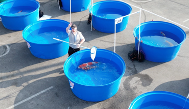 The 2025 All American Koi Show Recap – Las Vegas, NV