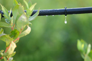 The Advantages and Disadvantages of Drip Irrigation