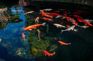 The Importance of Regular Koi Pond Cleaning