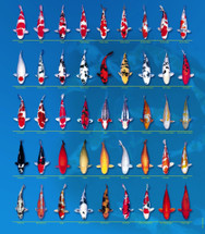 The Most Popular Types of Koi Fish for Your Pond