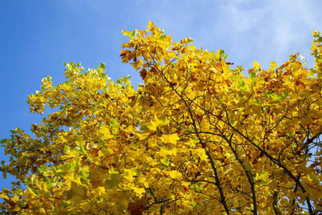Tips For Adding Fall Coloration To Your Landscape