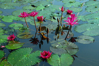 Top Tips For Your Pond Plants