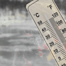 Create a Winter Safe Haven for Stress-Free Koi