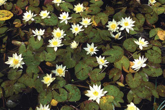 How To Choose The Best Plants for Your Pond