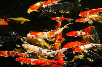 Why Pond Fish Sometimes Become Dormant